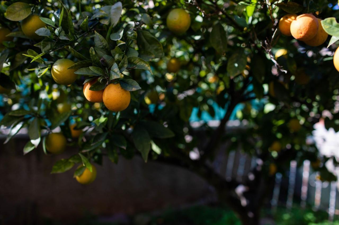 Florit Flats - The Orange Lemon Tree House Villa ลา เอเลียนา ภายนอก รูปภาพ